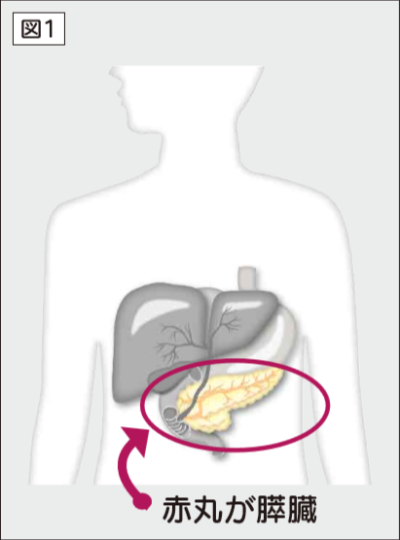 膵臓 すいぞう の役割と病気について 健康診断で早期発見を 健康情報 利根中央病院