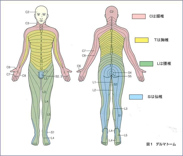 よくある上肢の痛み しびれ 健康情報 利根中央病院 よくある上肢の痛み しびれ 健康情報 利根中央病院